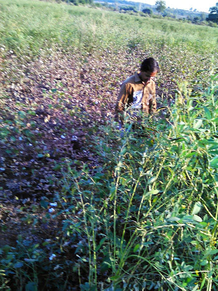 लाल्यामुळे कापूस उत्पादक शेतकरी संकटात 