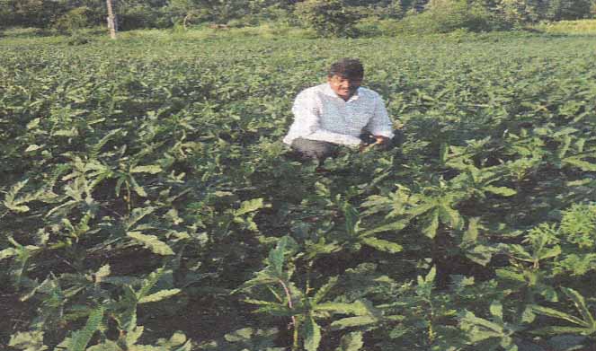 अर्धा एकरात 60 हजाराचे भेंडीचे उत्पादन