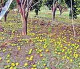 ठोस उपाययोजनांसाठी शेतकर्‍यांचे सर्वेक्षण