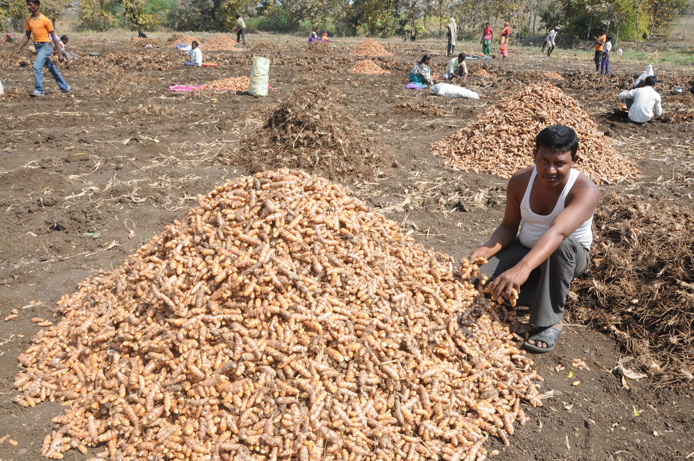 2 एकर क्षेत्रात 200 क्विंटल हळद, बिजोरा येथील शेतकऱ्याचा प्रयोग, दरवर्षी 3 लाखाचे निव्वळ उत्पन्न