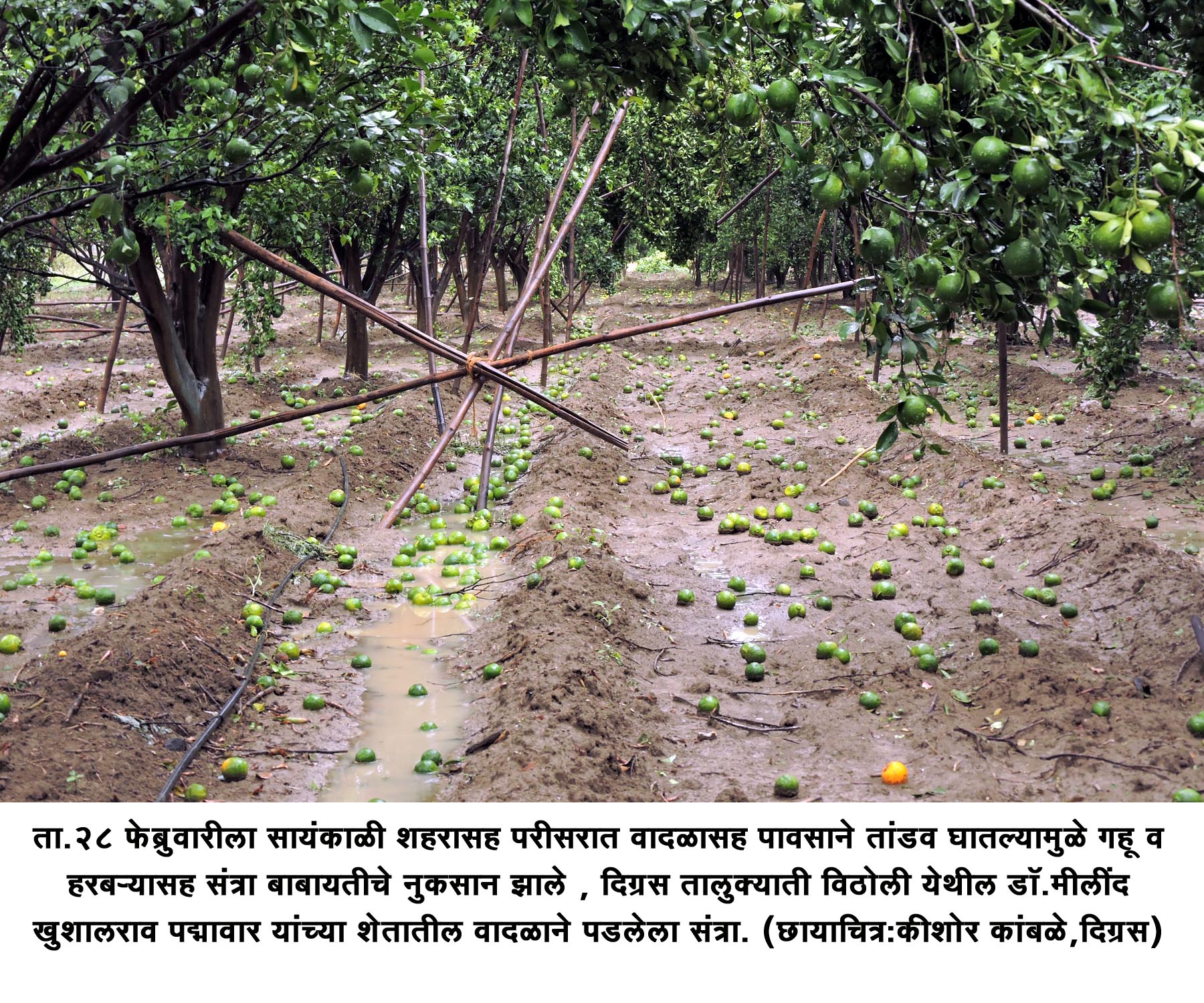 यवतमाळ जिल्ह्यात संततधार, गहू, हरबरा, संत्रापिकाचे नुकसान