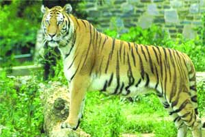 वाघाने पाडला बैलाचा फडशा 
